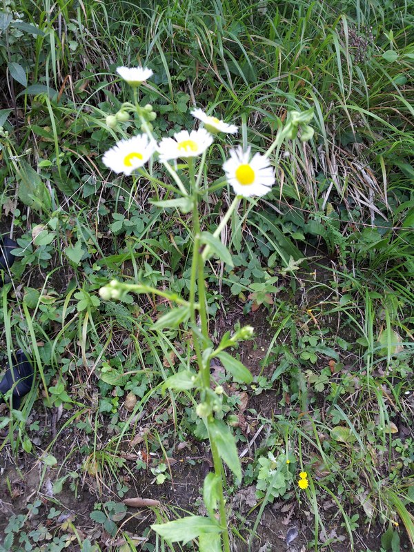 Erigeron annuus / Cspica annua